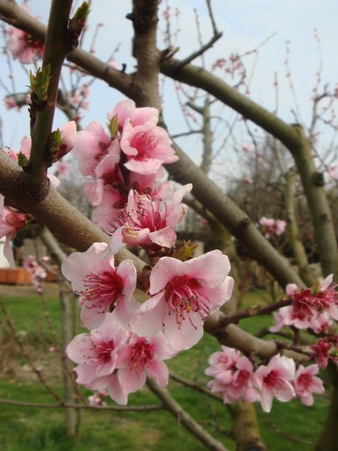 Pecher 'Grosse Mignonne' fleur